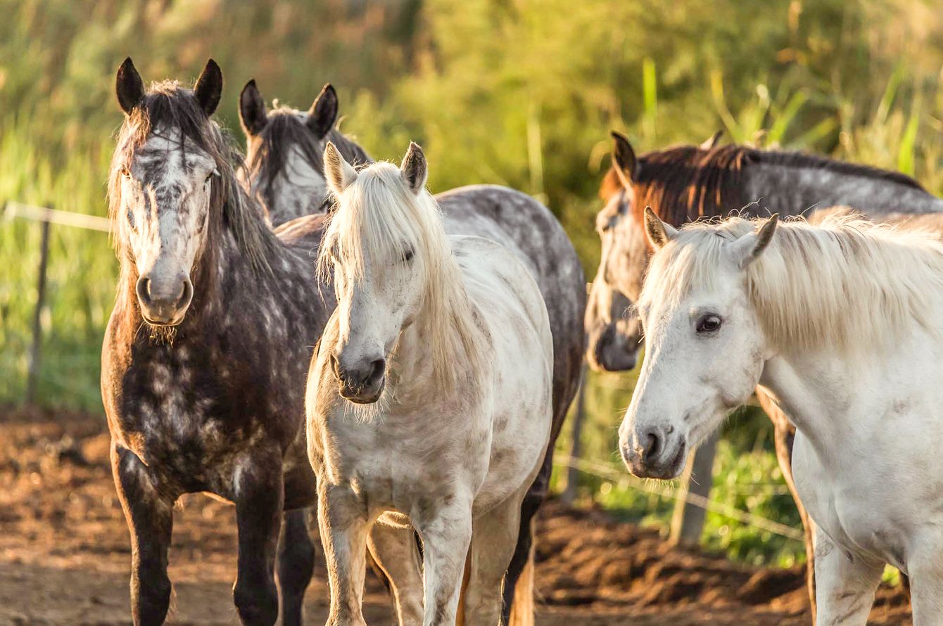 Chevaux