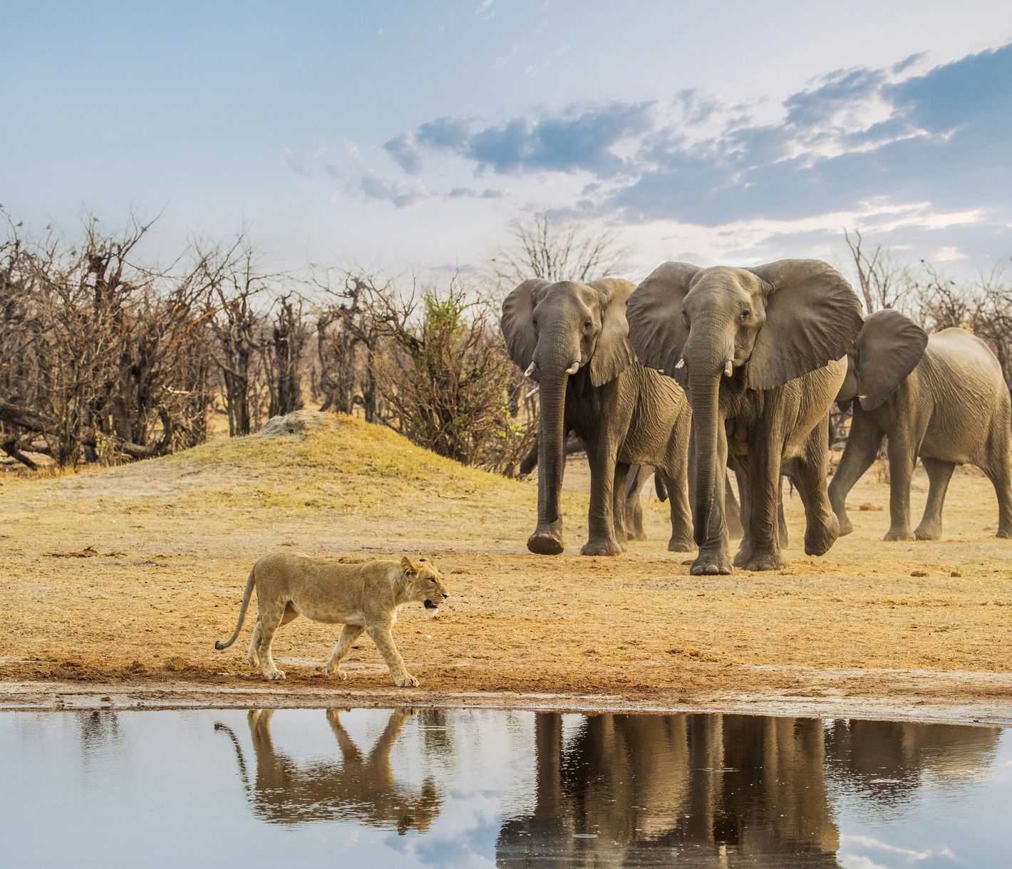 Das Nebeneinander von Löwen und Elefanten im afrikanischen Busch