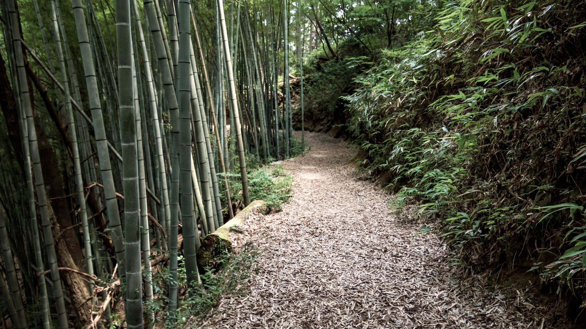 Der Pfad der Samurai