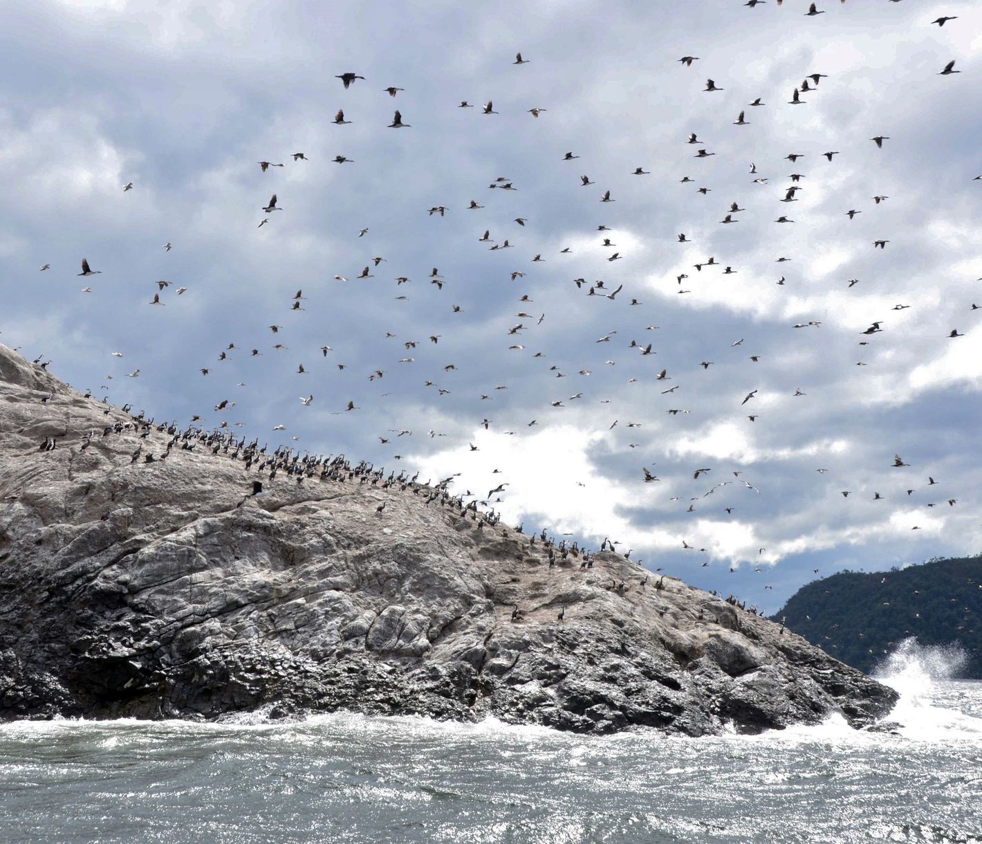 Die Islote Barrientos ist Heimat einer der grössten Kolonien an Seevögeln in ganz Chile.