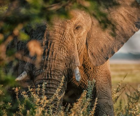 Ein Elefant wird seitlich von der Sonne erleuchtet.