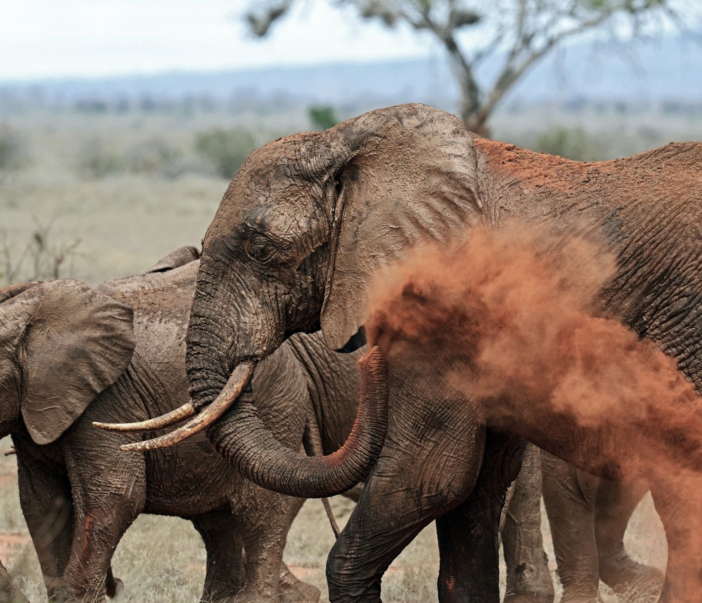 Des éléphants prenant un bain de poussière dans le Parc National de Tsavo Est