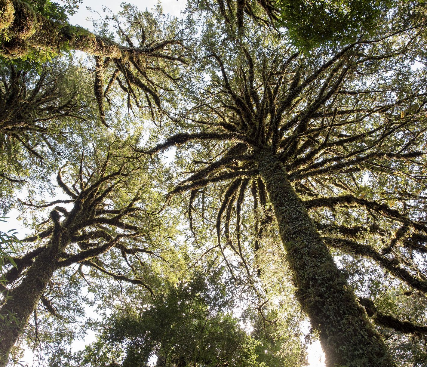 Jahrtausendealte Riesen