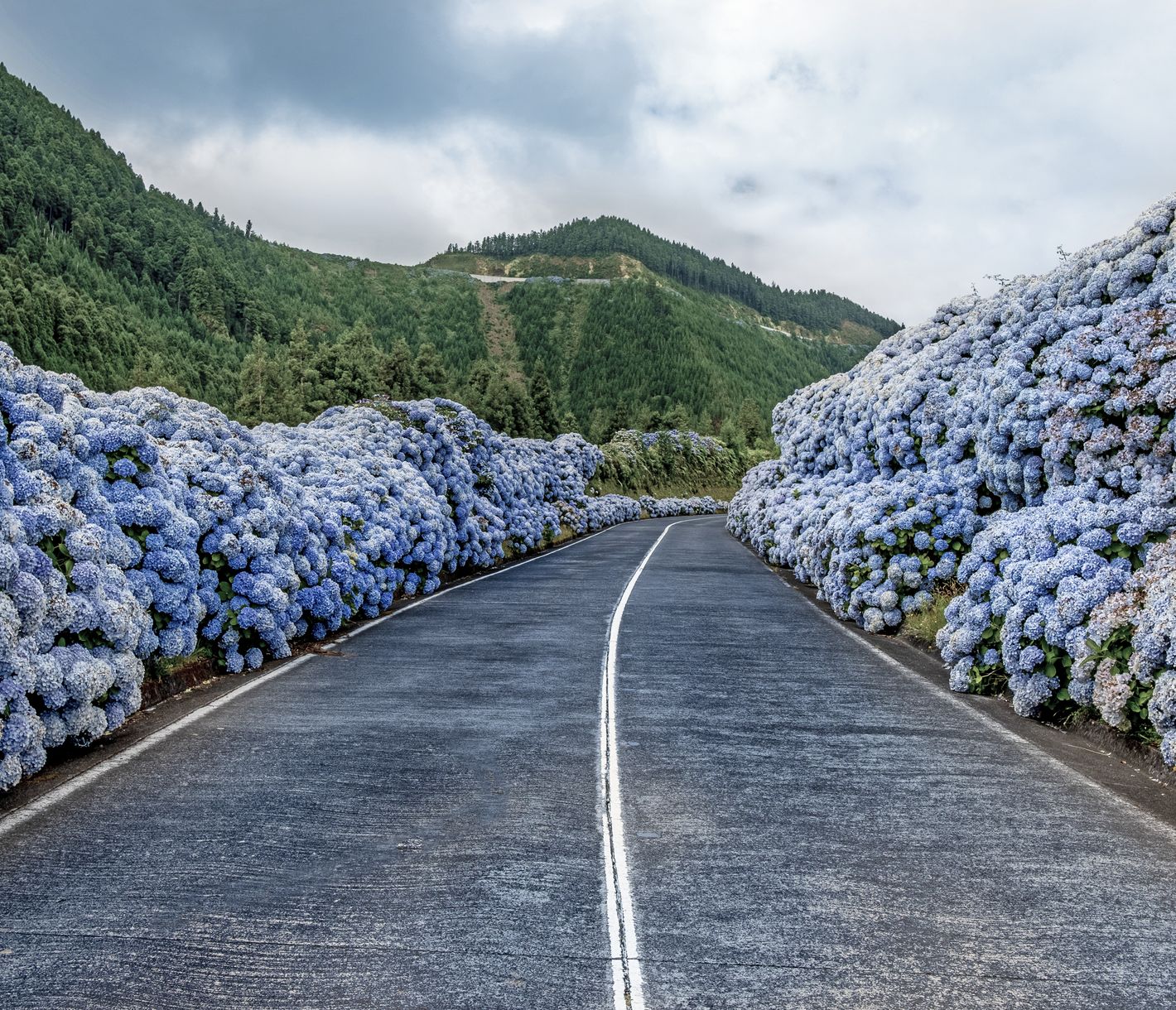 Die berühmte Strasse der Hortensien, Sete Cidades, Insel São Miguel