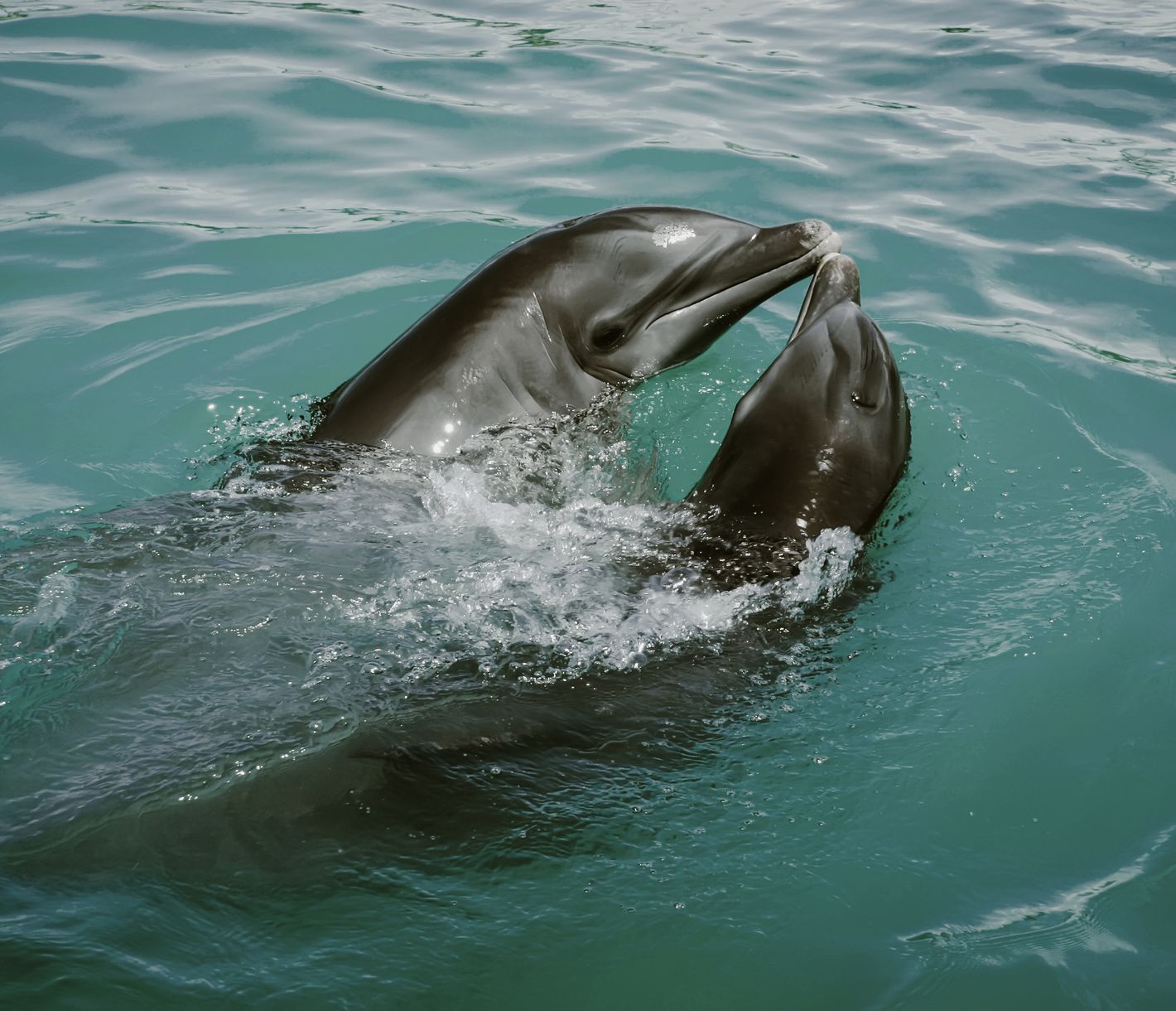 Verliebte Delfine – Romantik unter den Wellen