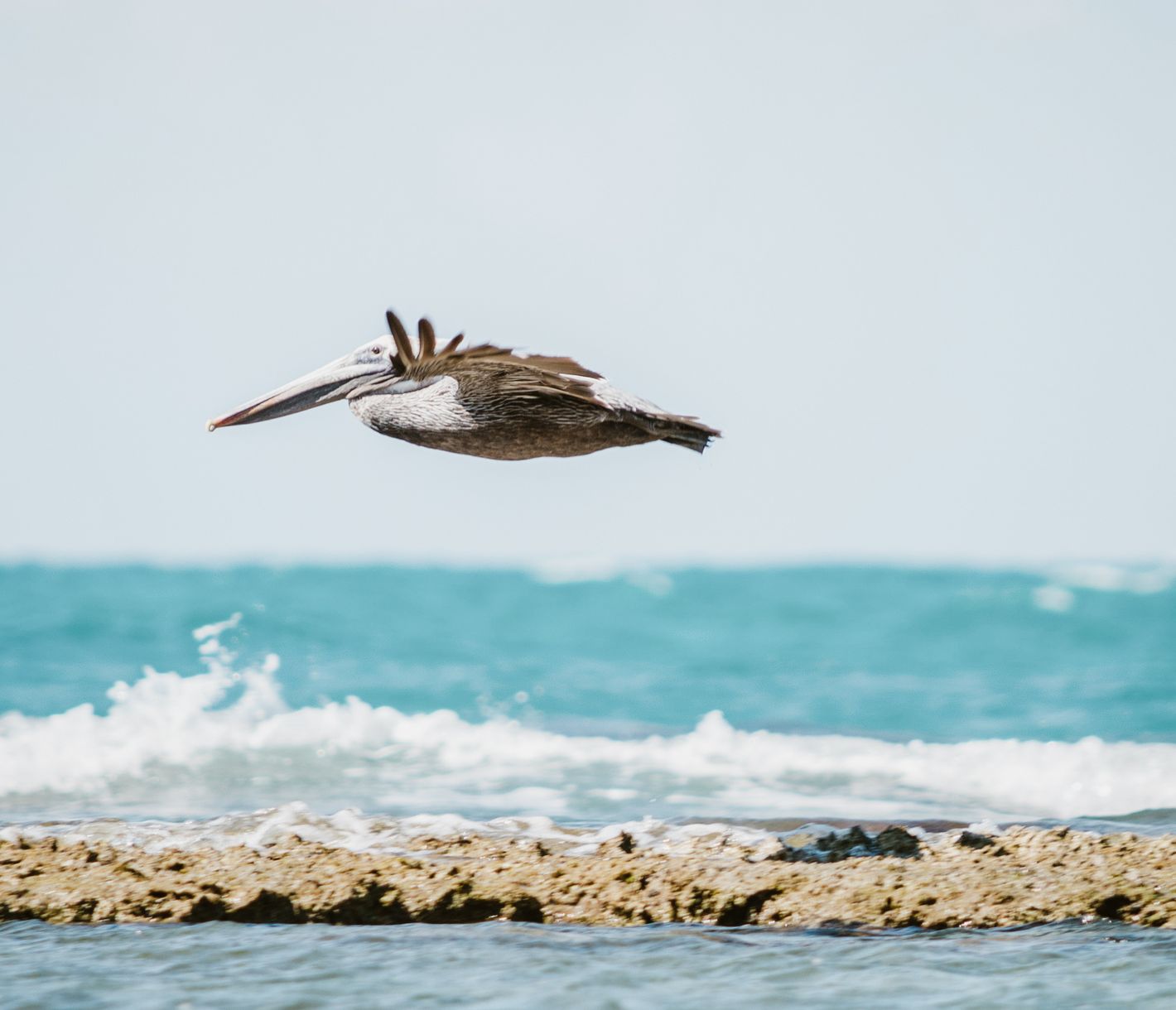 Pelikane am Treasure Beach