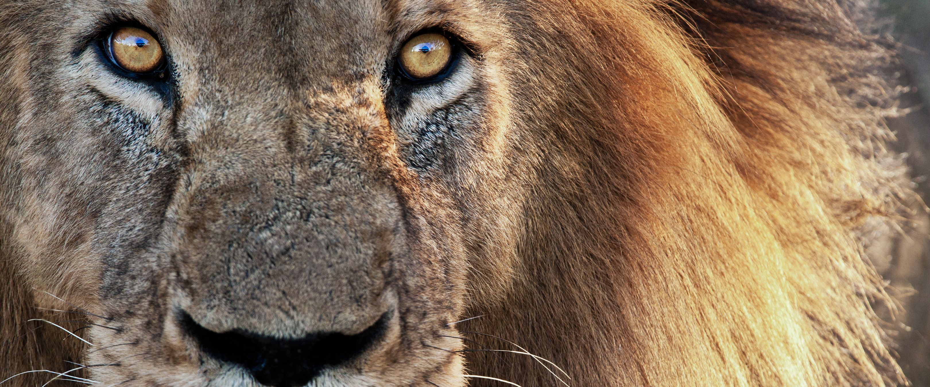 Le roi de la savane et des Big Five : le lion