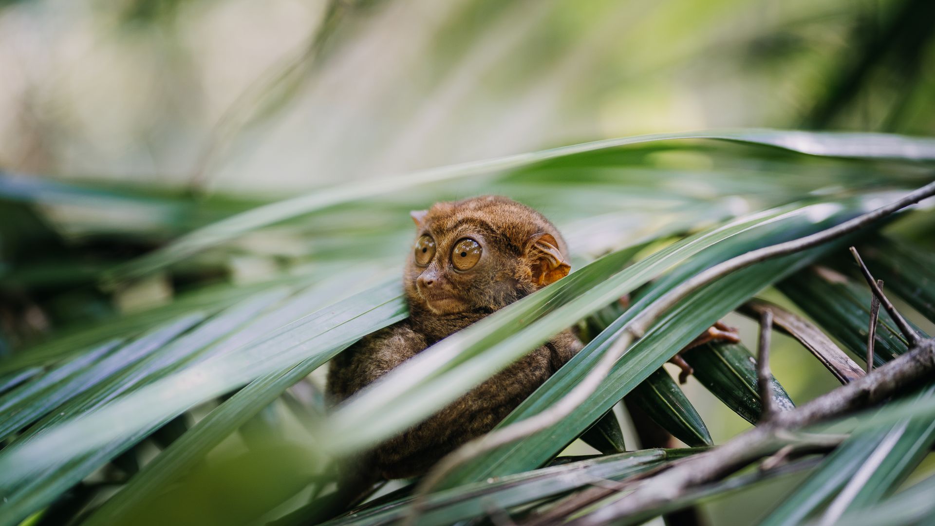 Une autre expérience unique à Bohol : admirer les tous petits tarsiers.