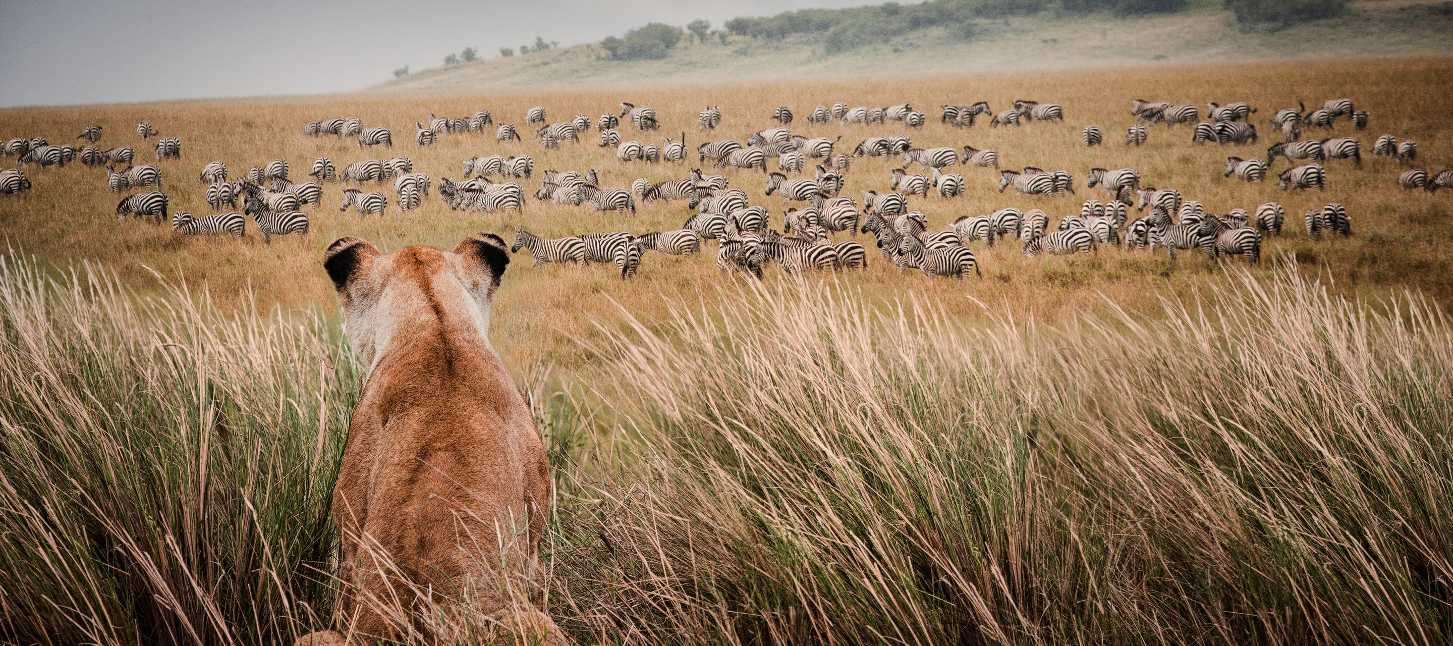 Les zèbres restent toujours sur le qui-vive et pour cause !