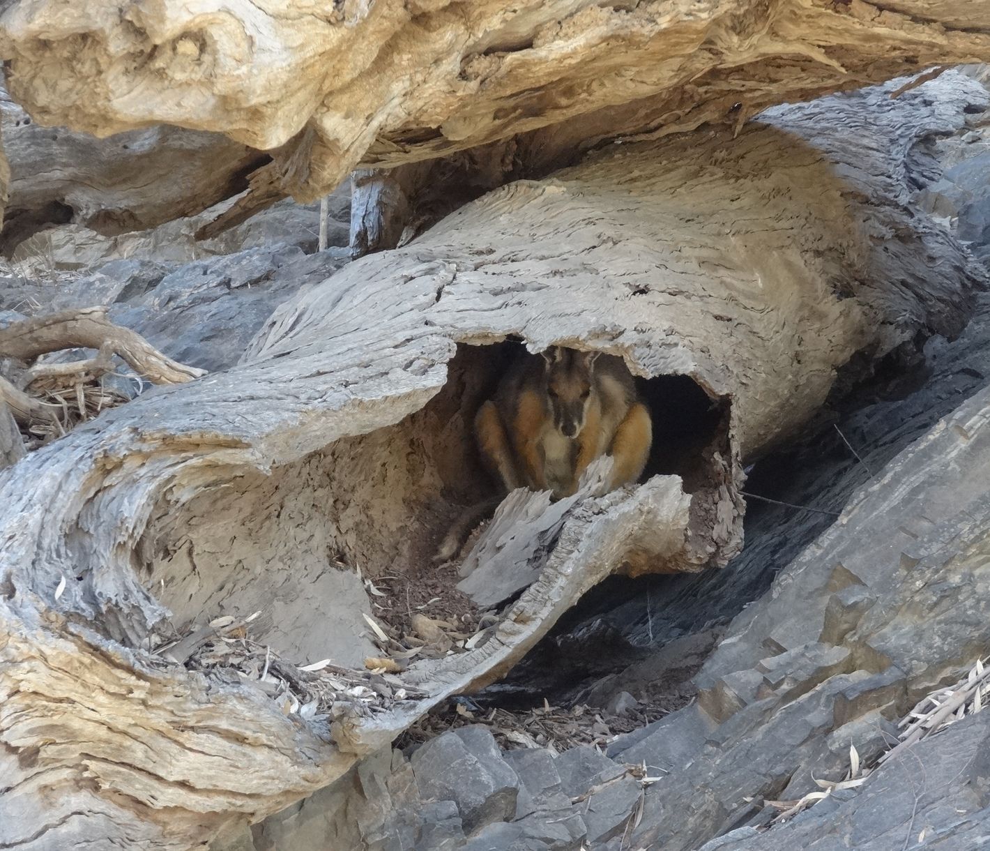 Wer versteckt sich denn hier?