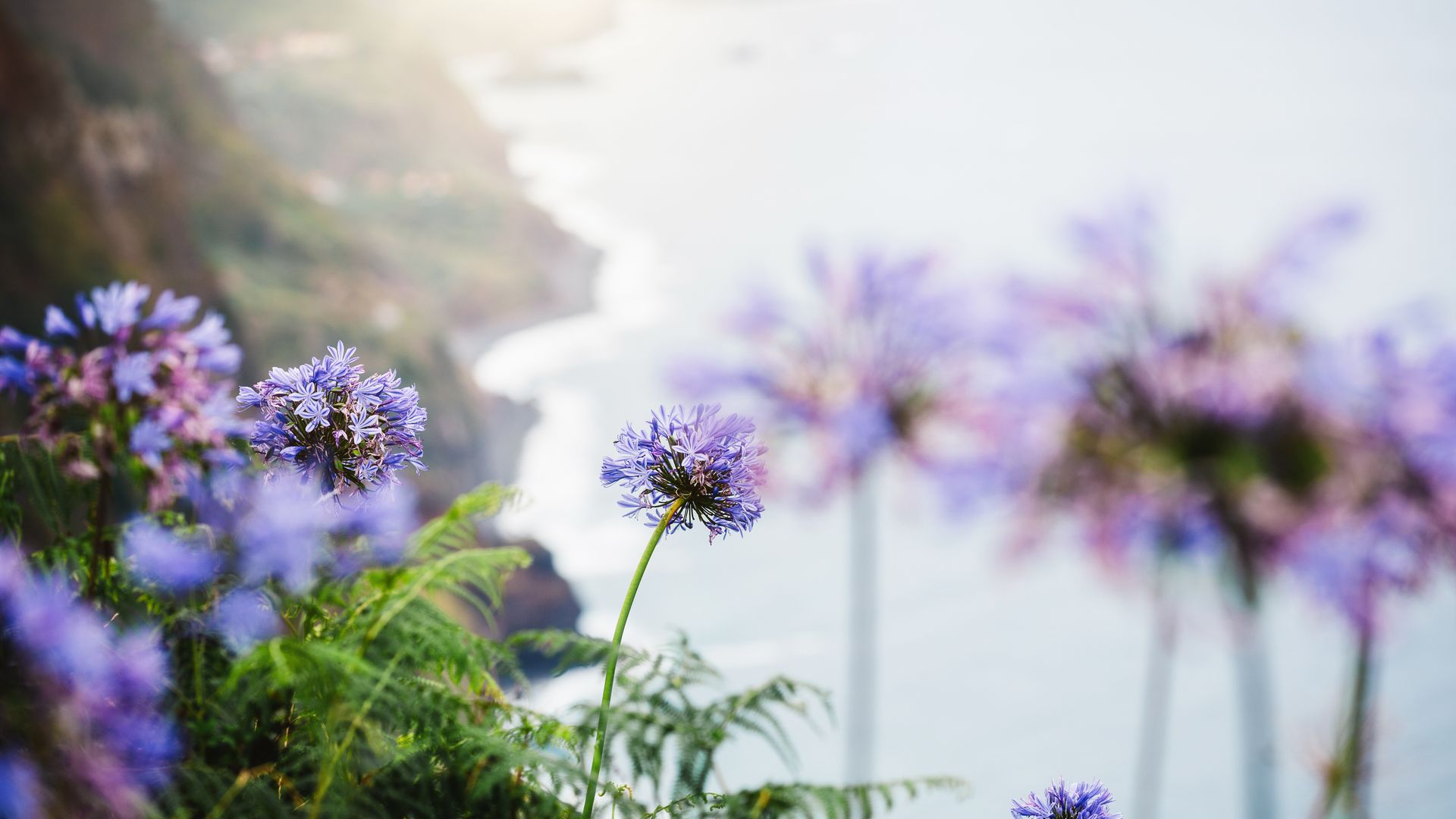 Afrikanische Liebesblumen auf Madeira