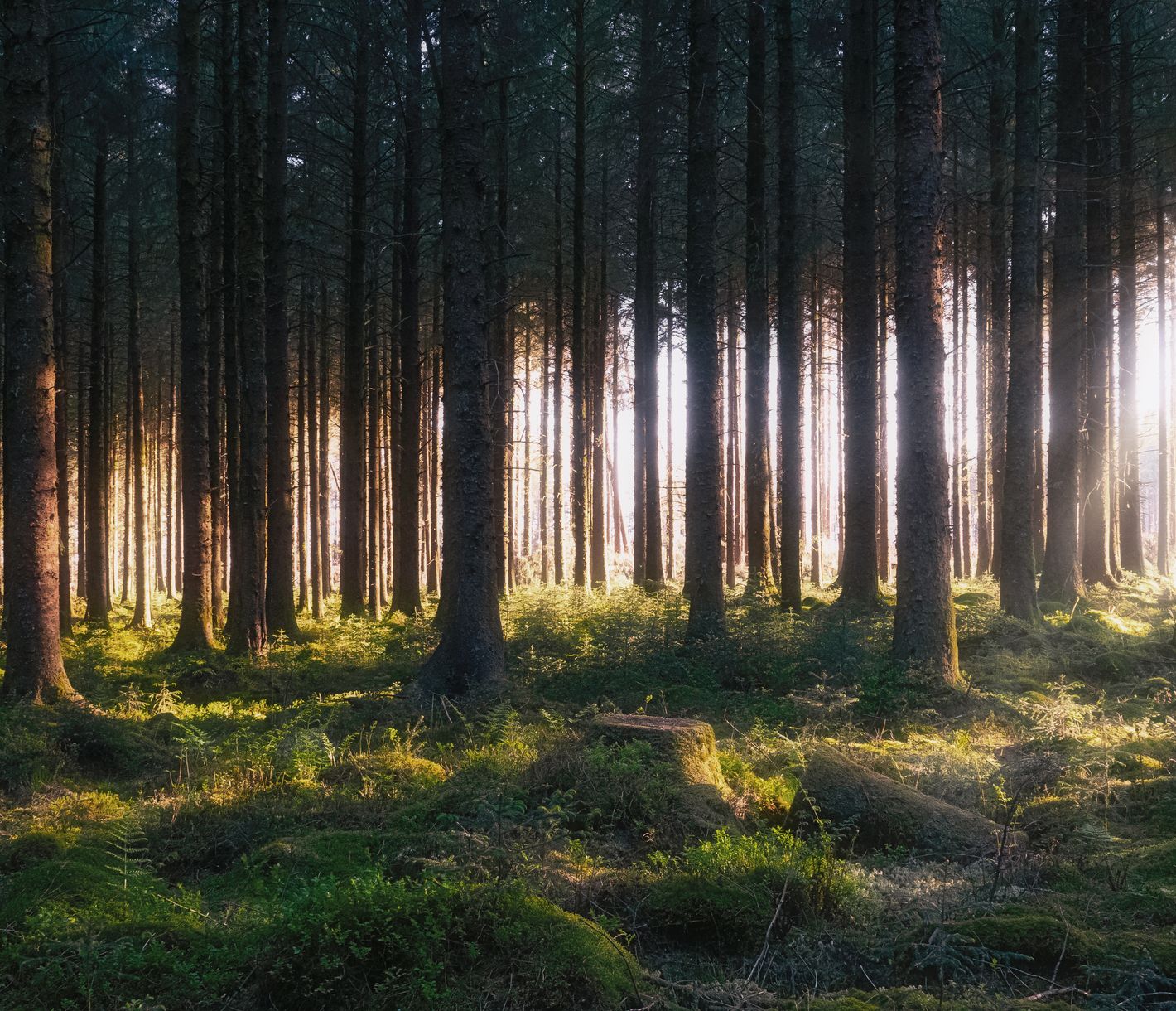 Verzauberte Natur im Dartmoor
