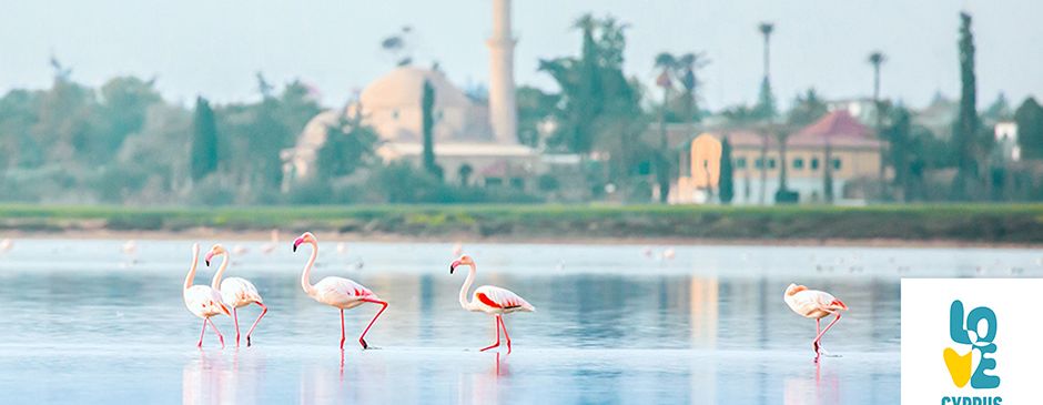 Flamingos bei der Moschee «Hala Sultan Tekke» in Larnaca