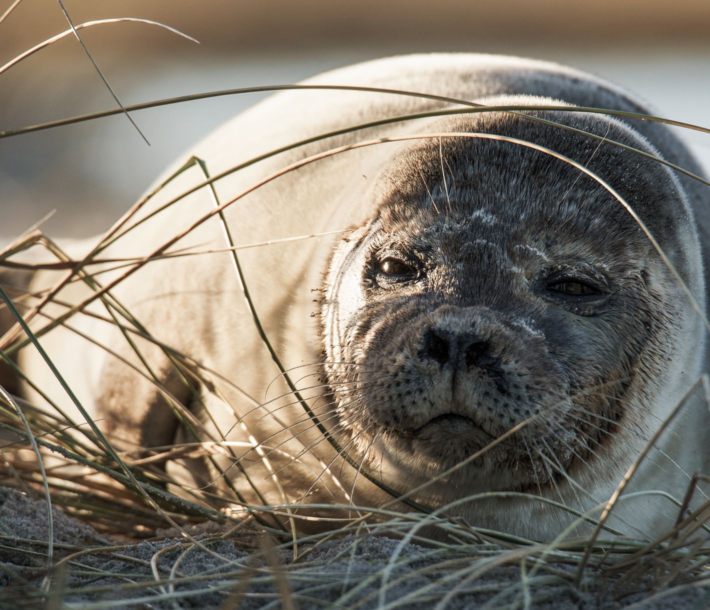 Kegelrobben und Seehunde an Jütlands Küste