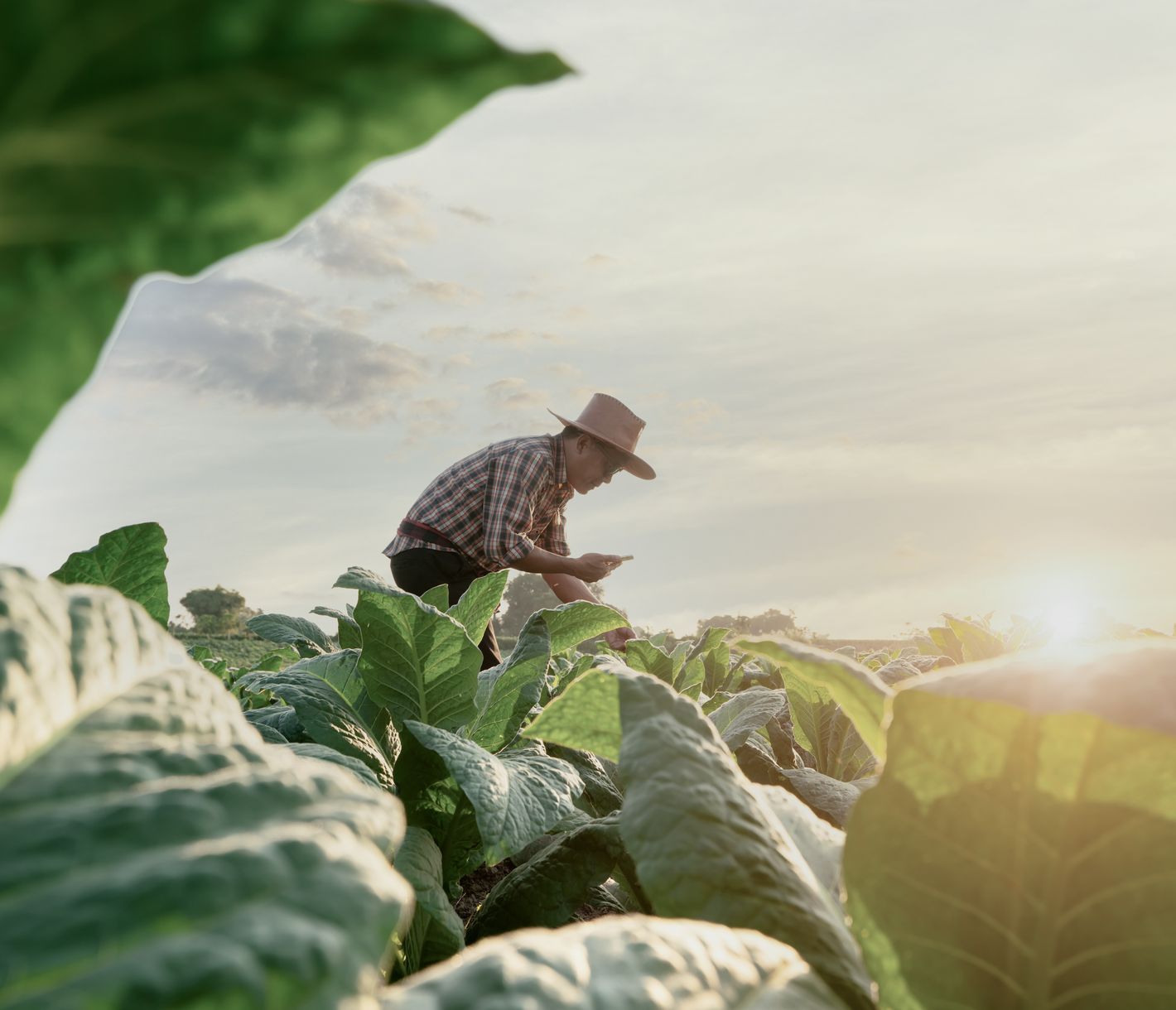Eintauchen in die Welt des Tabakanbaus.