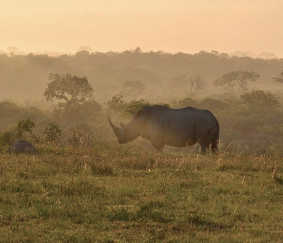 Rhino Ridge, Nashorn im Nebel