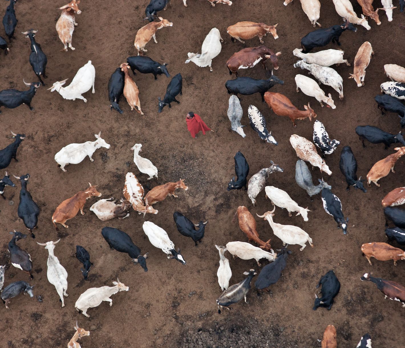 Ein Masai in traditioneller Kleidung inmitten seiner Herde