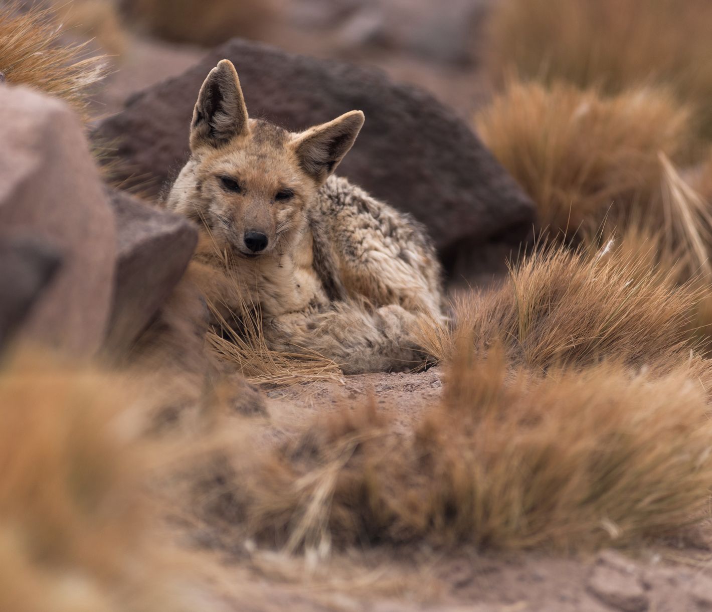 Was er wohl beobachtet?