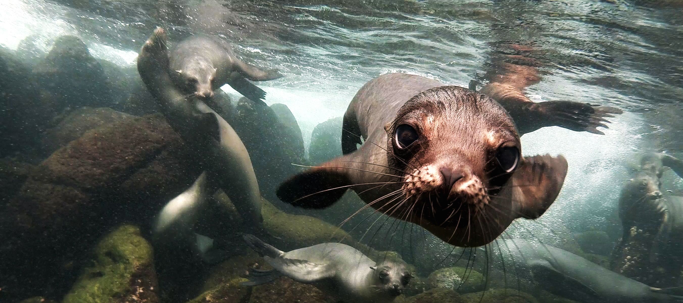 ...und Seelöwen unter Wasser