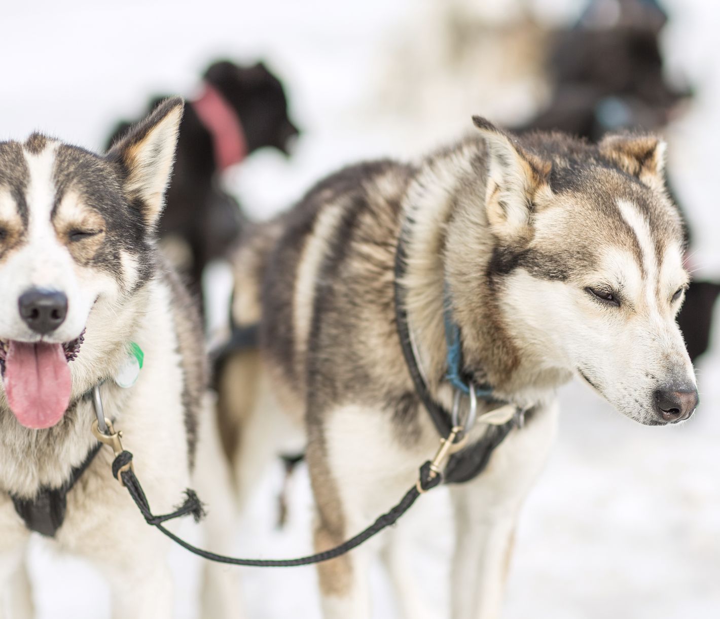 Die Hunde warten schon ganz ungeduldig darauf, mit Ihnen durch die Wildnis zu fahren.