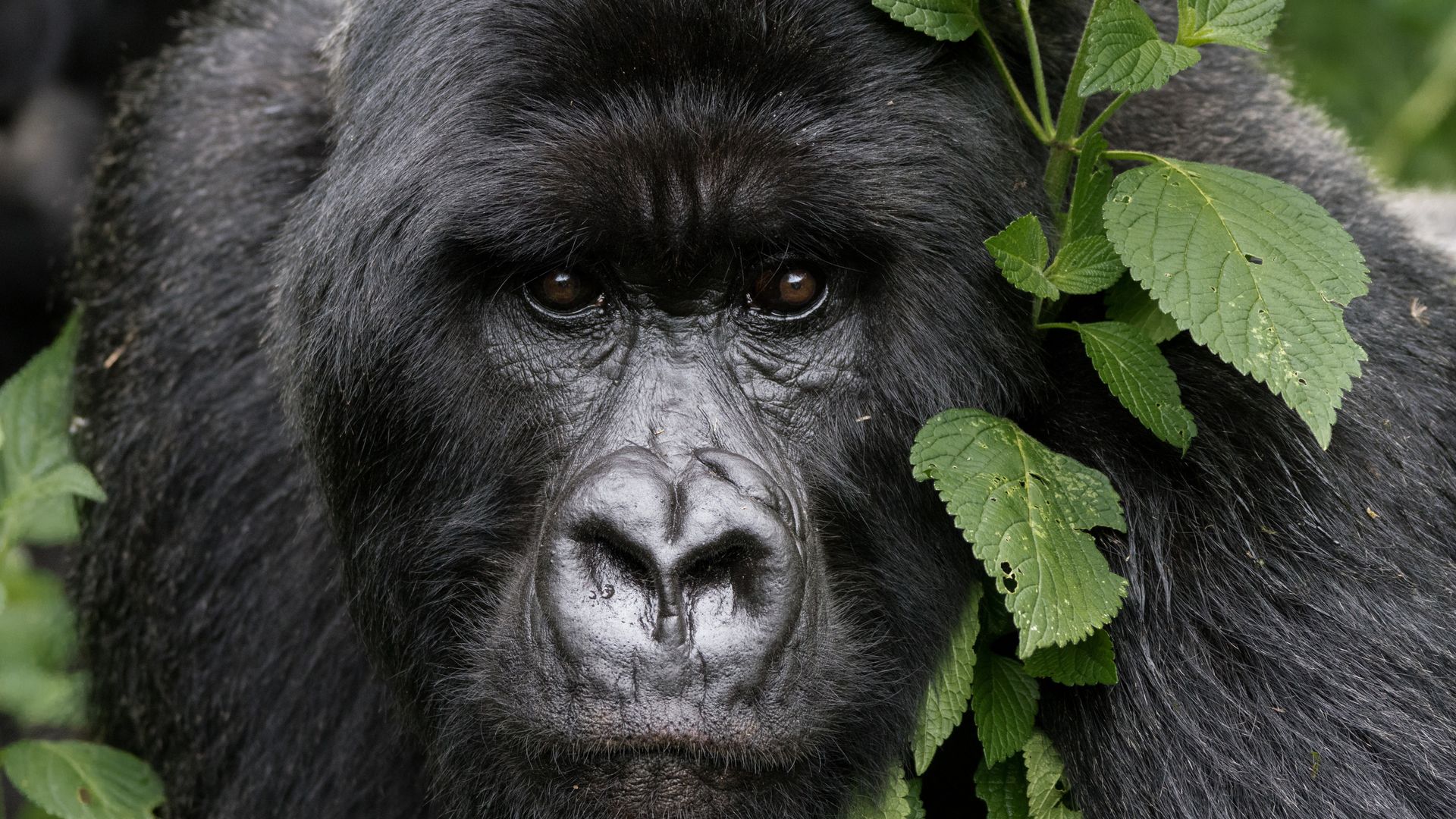 Puissant dos argenté dans le parc national des Volcans