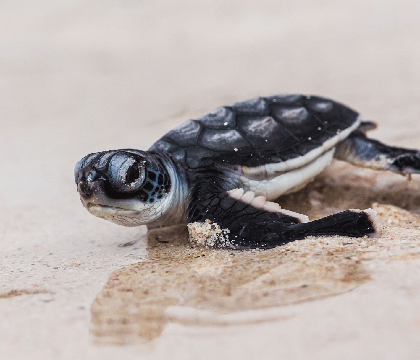 Frisch geschlüpfte Grüne Meeresschildkröte auf dem Weg ins Meer