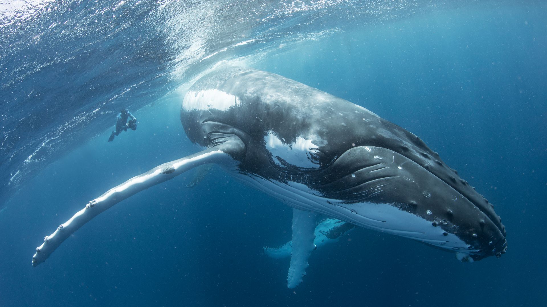 Schnorcheln mit Buckelwalen
