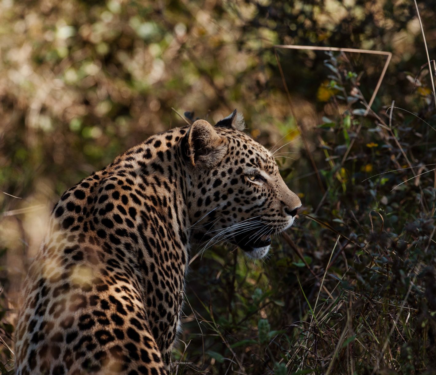 Der Leopard, der lautlose Räuber der Nacht