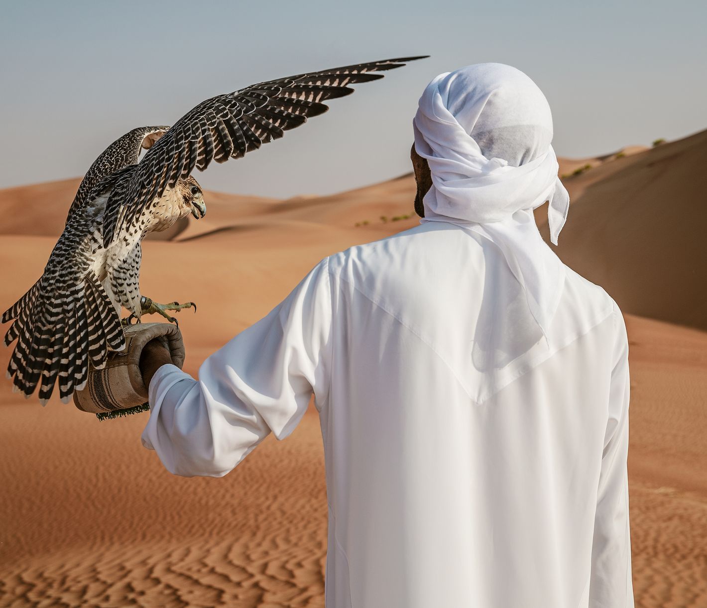 Die Kunst der Falknerei – Stolzes Erbe der Wüste