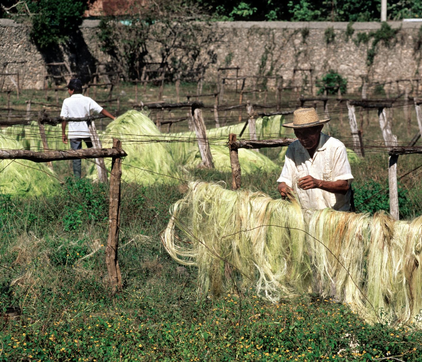Sisal oder Sisalhanf wird in Yucatan auch «grünes Gold» genannt.