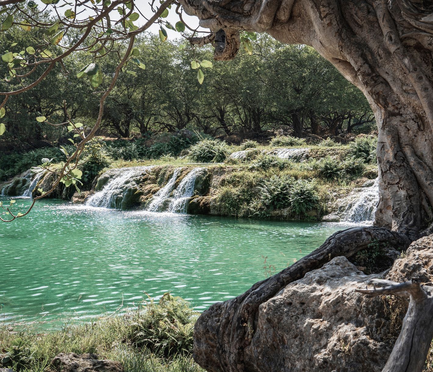 Grünes Herz Dhofars – Wadi Darbat