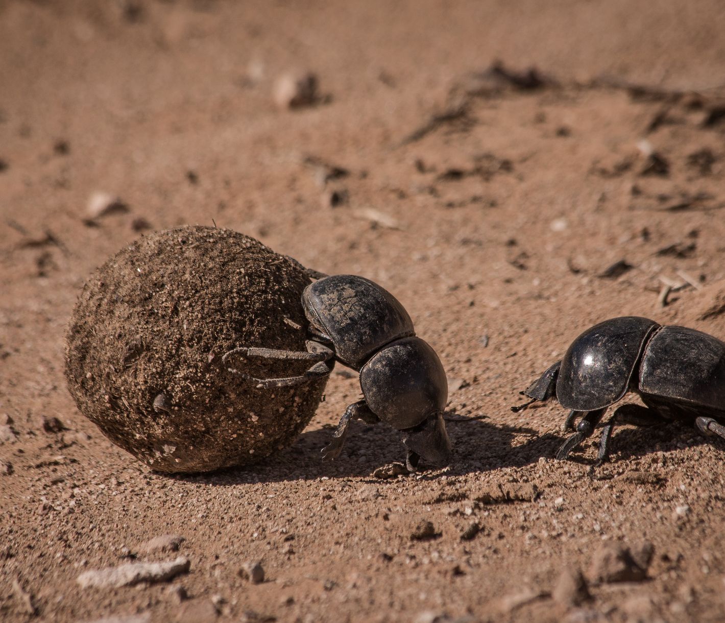Mistkäfer beim Rollen einer Mistkugel im Addo-Elephant-Nationalpark