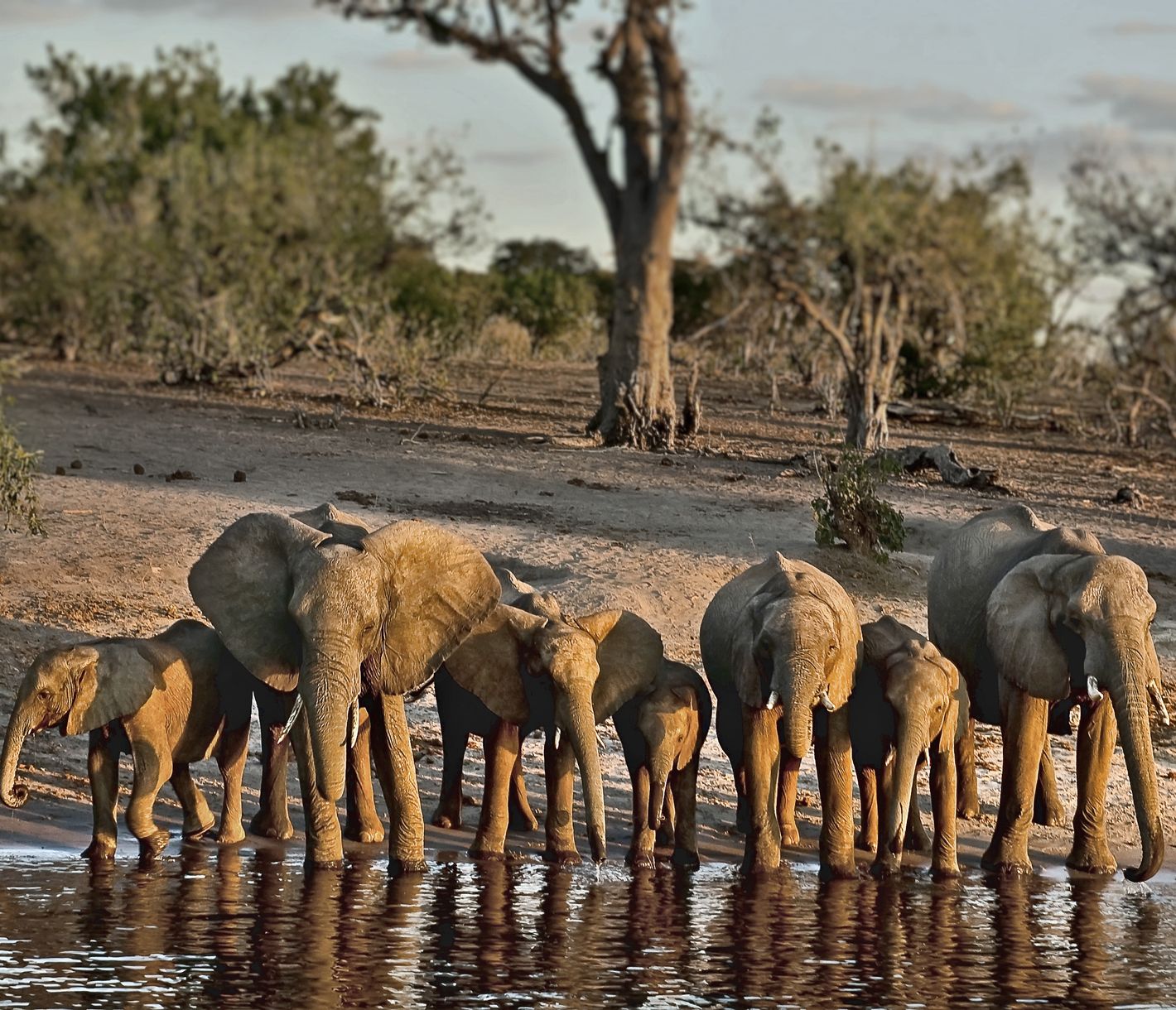 Au Botswana, royaume des éléphants