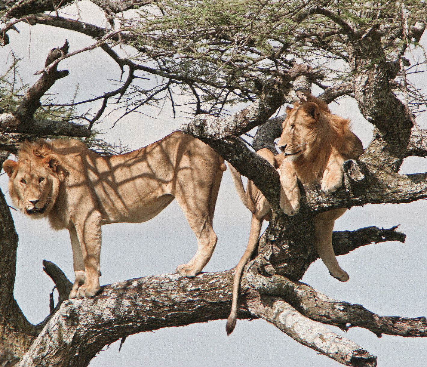 Baumkletternde Löwen im Lake-Manyara-Nationalpark