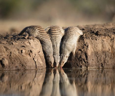 Die Zebra-Mangusten sind an ihren Rückenstreifen leicht zu erkennen