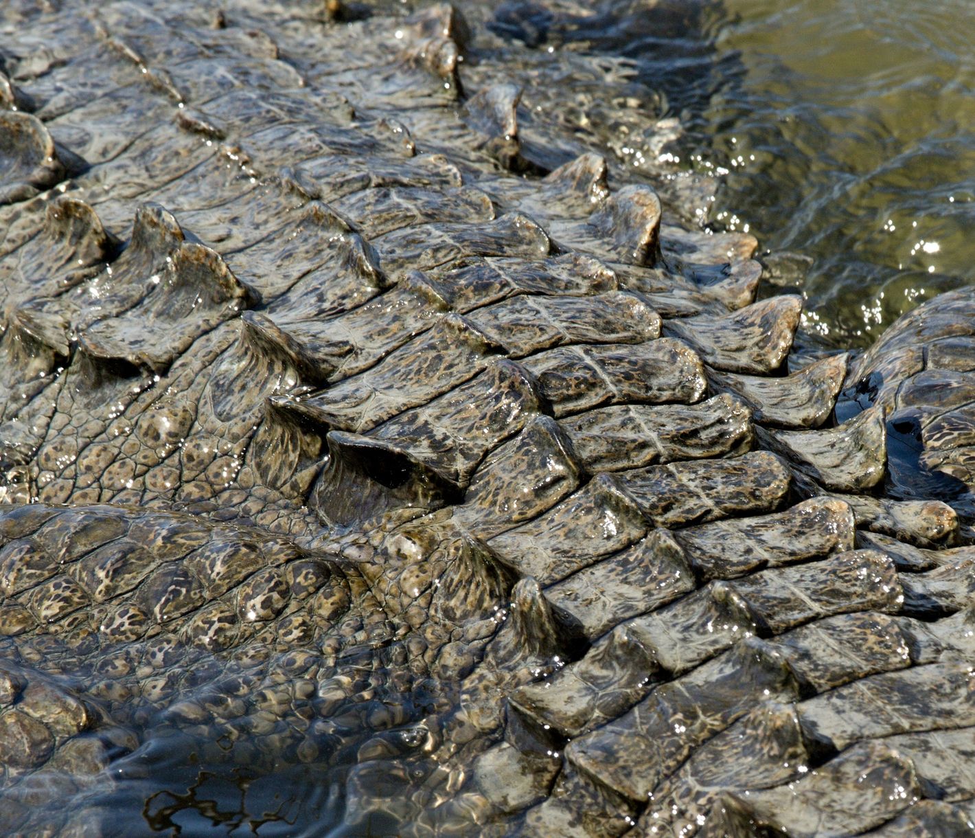 Lago Enriquillo, Krokodil