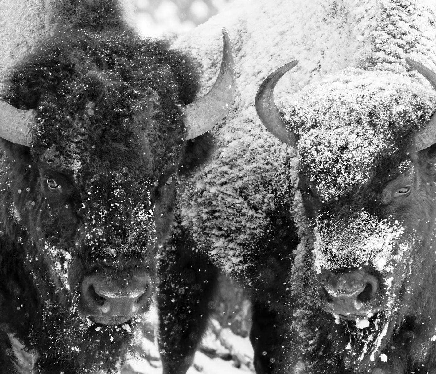 Die Bisons mit ihrem dicken Fell haben sich an die regelmässigen Kälteeinbrüche im Yellowstone National Park gewöhnt.