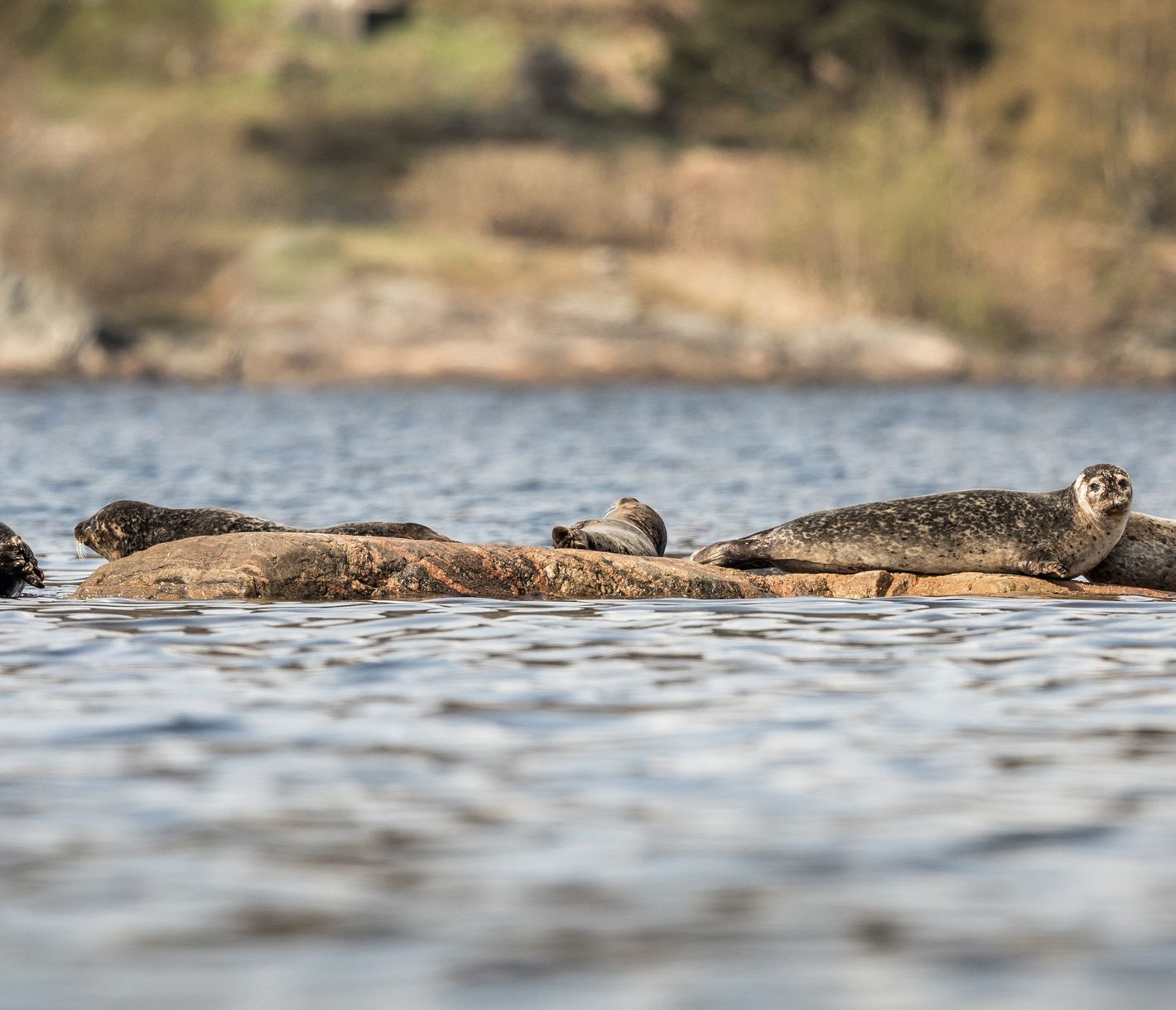Stupsnase und Kullerauge – da geht jedem das Herz auf!