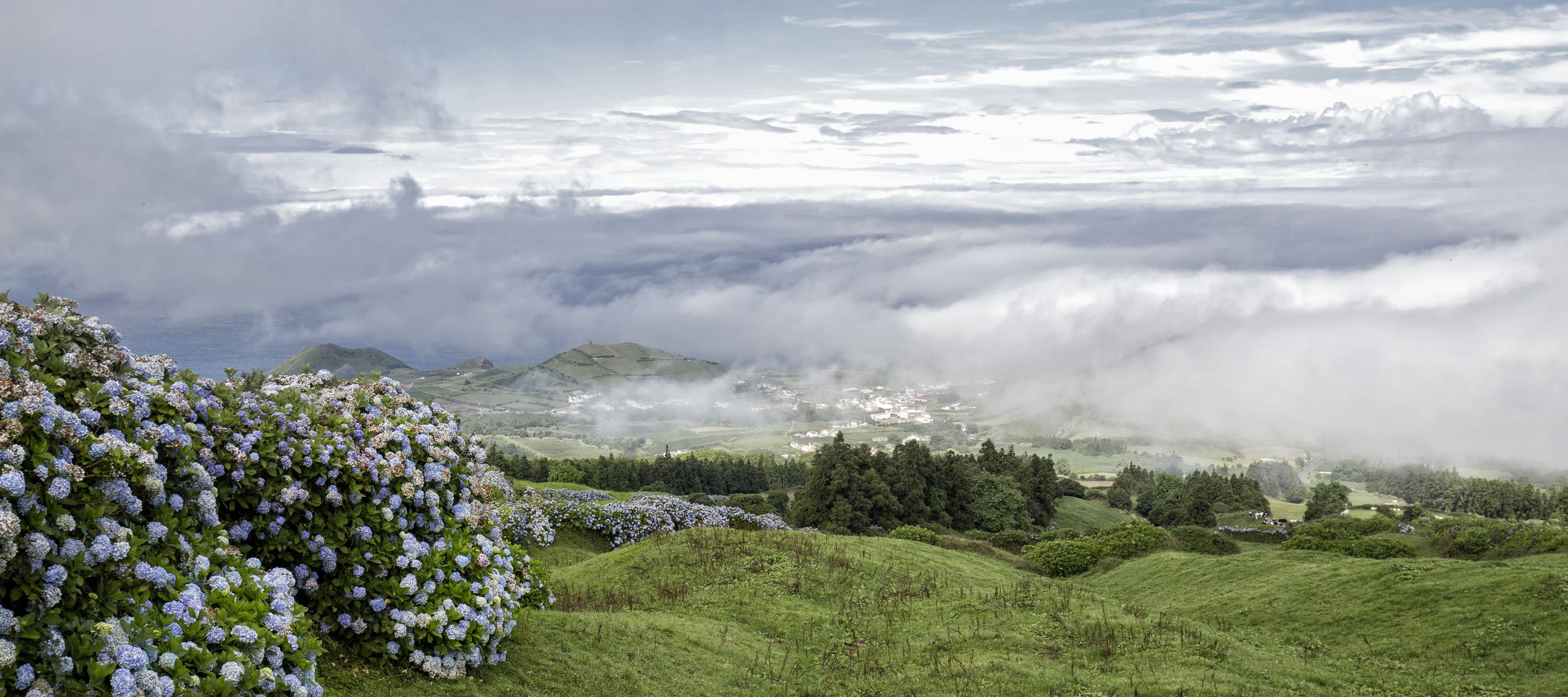 Blaue Hortensienhecken säumen Weiden und Strassen auf São Miguel.