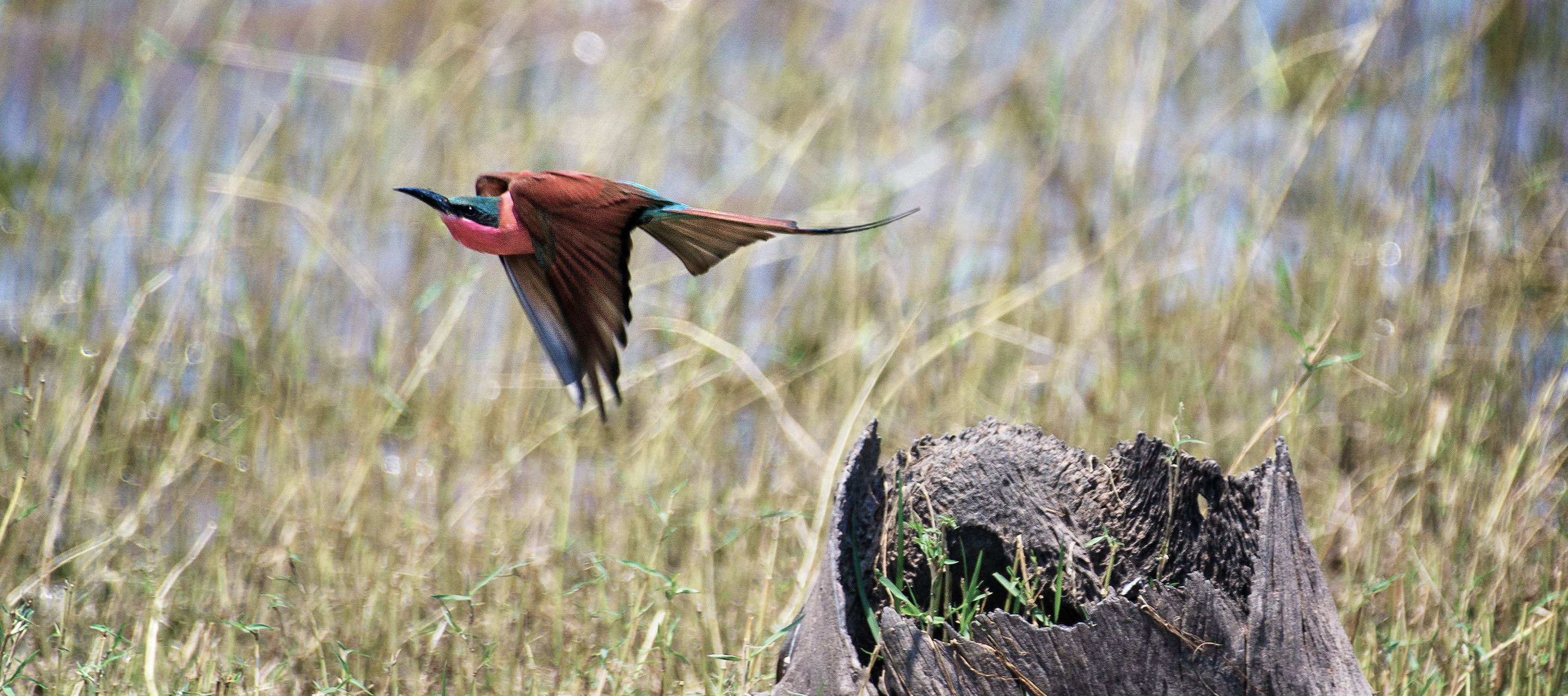 Ein Karminespint startet seinen Abflug von einem Baumstrunk