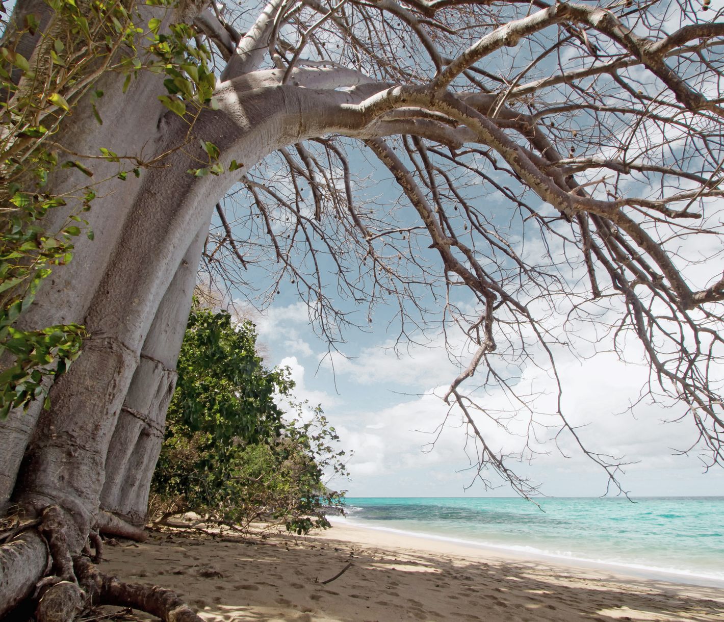 En bord de mer et plus particulièrement sur la plage de N'Gouja, les gigantesques baobabs centenaires font face aux flots couleur émeraude du lagon.