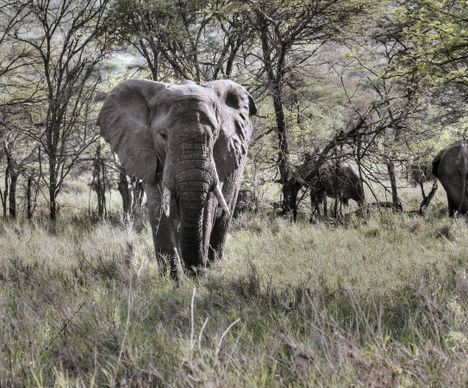 Elefanten auf der Nahrungssuche in der Serengeti