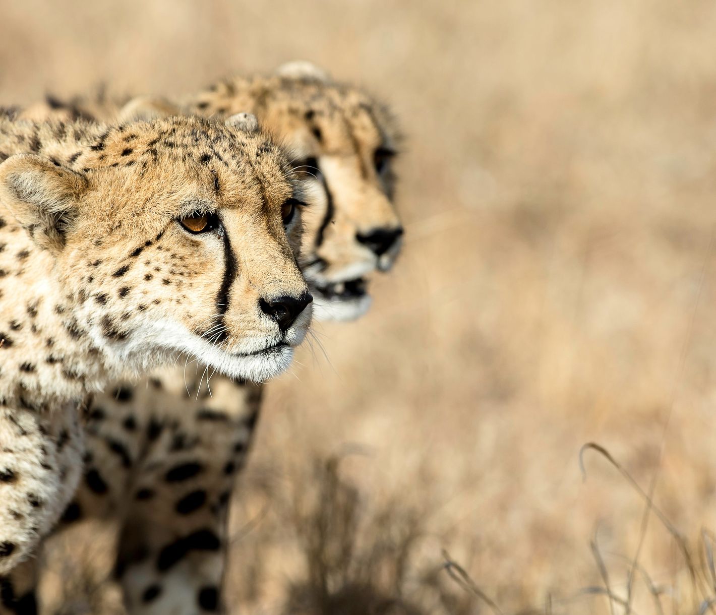 Zwei Geparden avisieren die nächste Beute