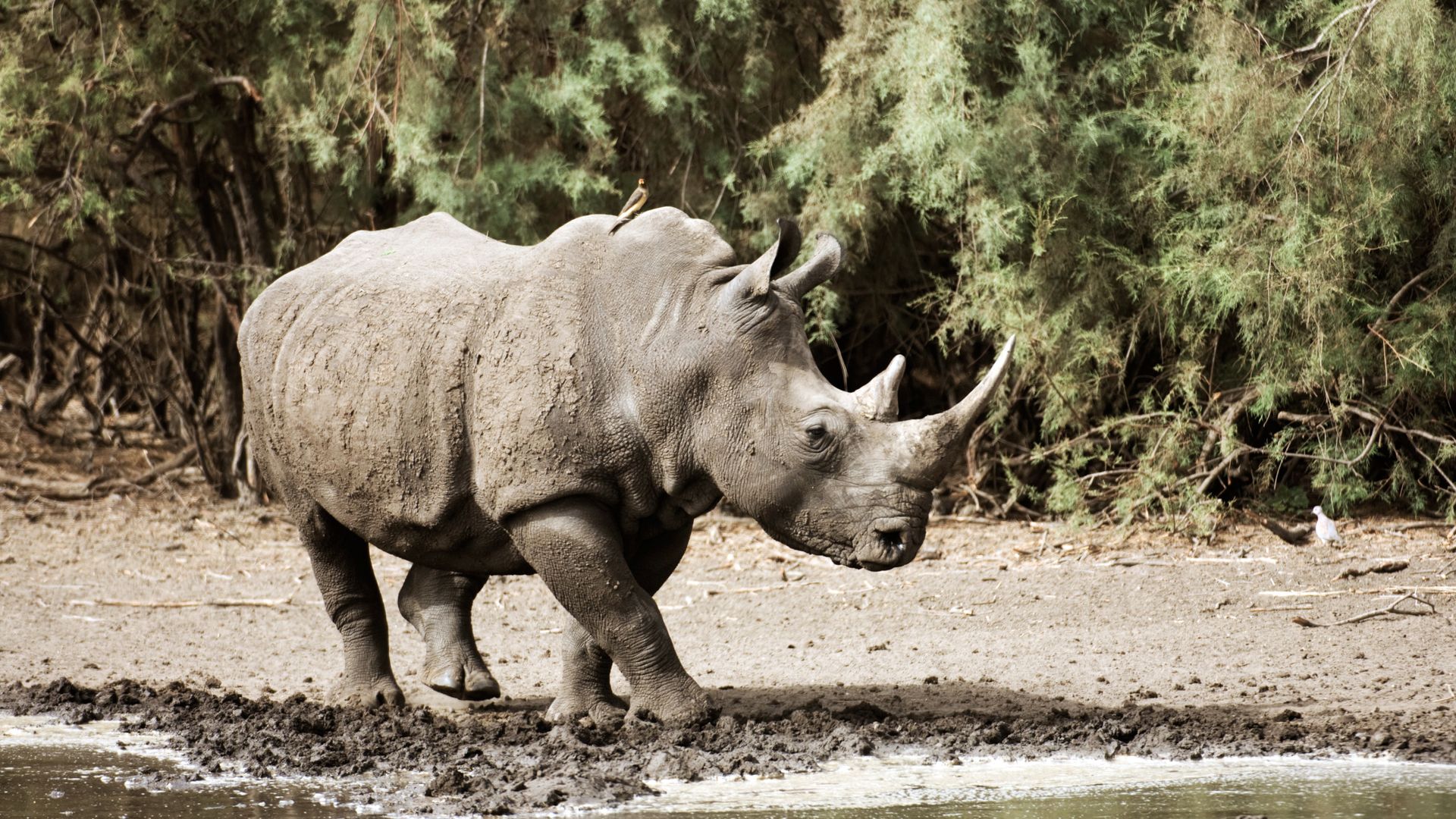 Breitmaulnashorn im privaten Bandia-Reservat nah bei Saly