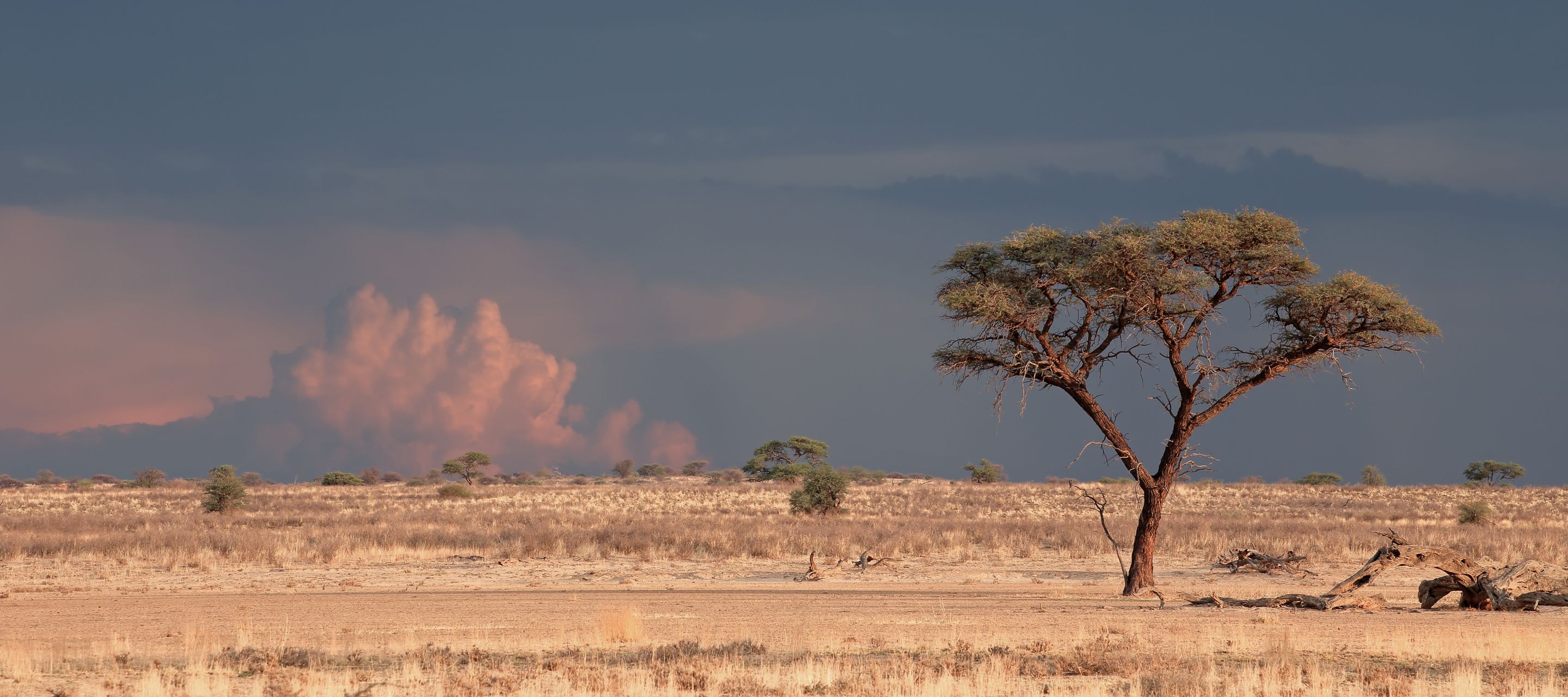 Ambiance à la « Out of Africa » dans le désert du Kalahari