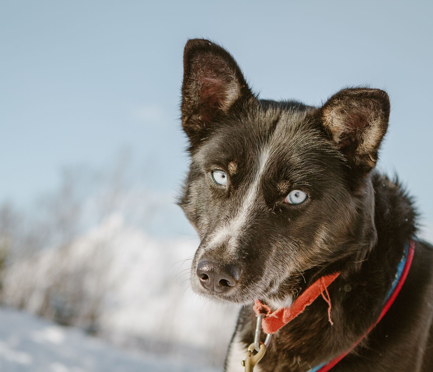 Ein Abenteuer mit dem Hundeschlitten