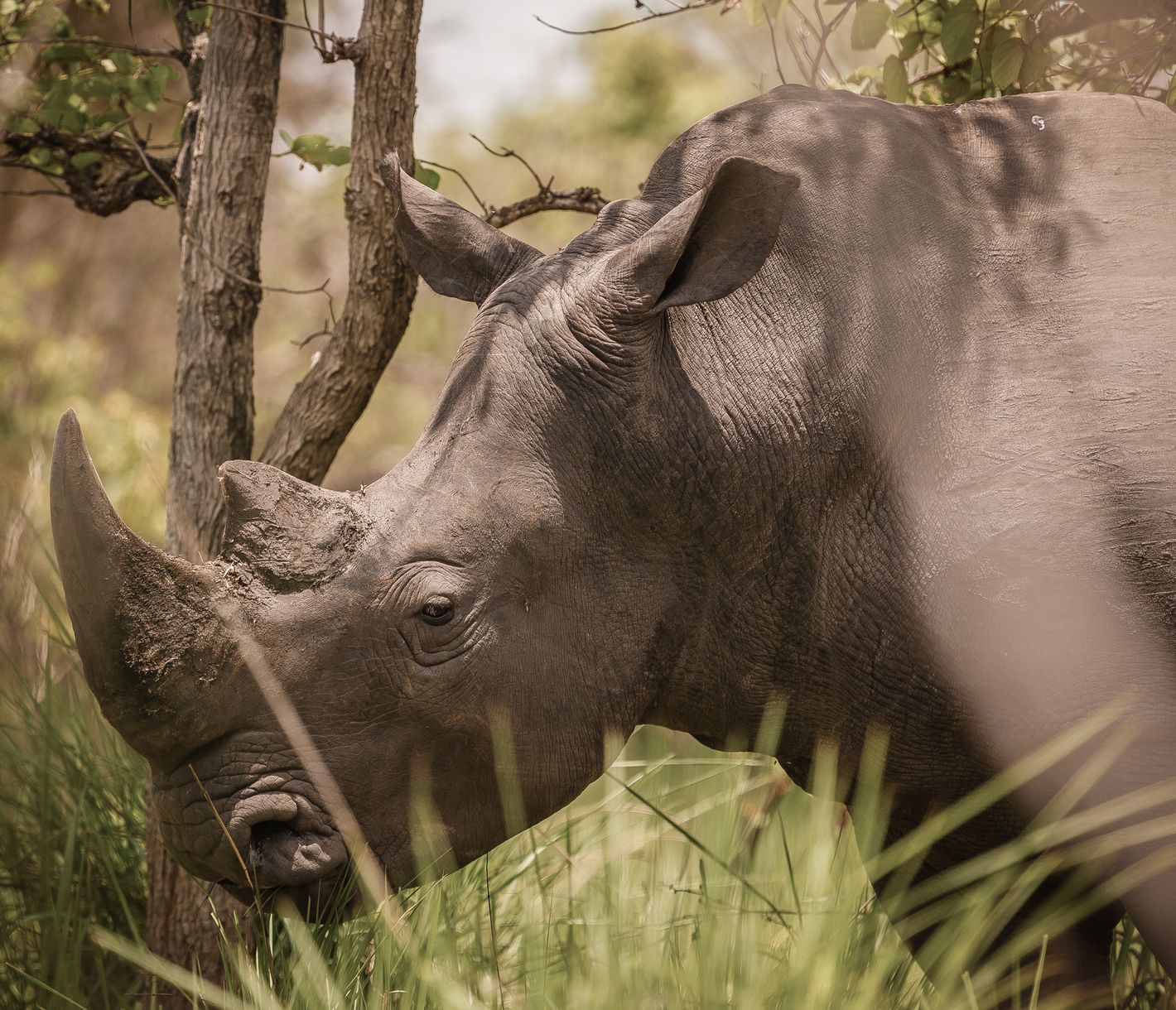 Rhinocéros blanc au Ziwa Rhino Sanctuary
