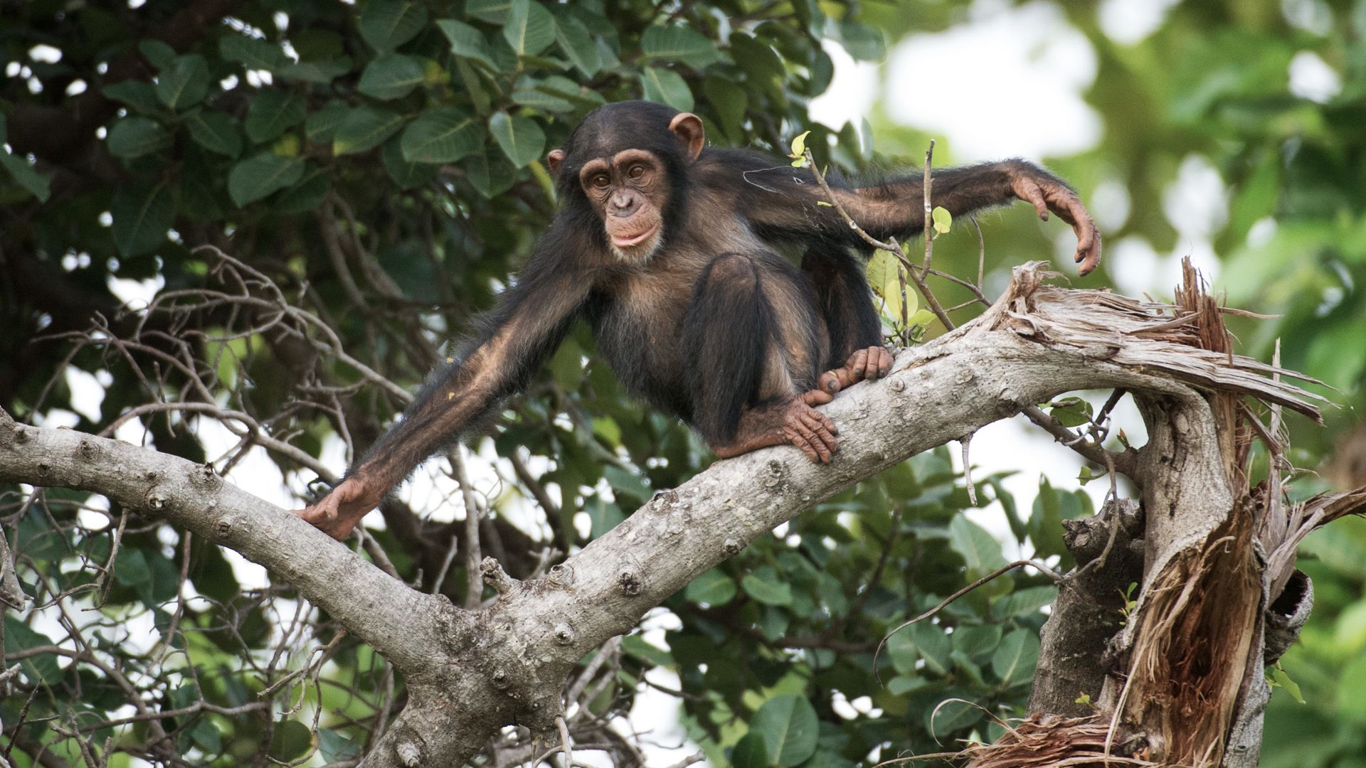 Ein Schimpanse lässt sich an den Ufern des Gambia-Flusses blicken.