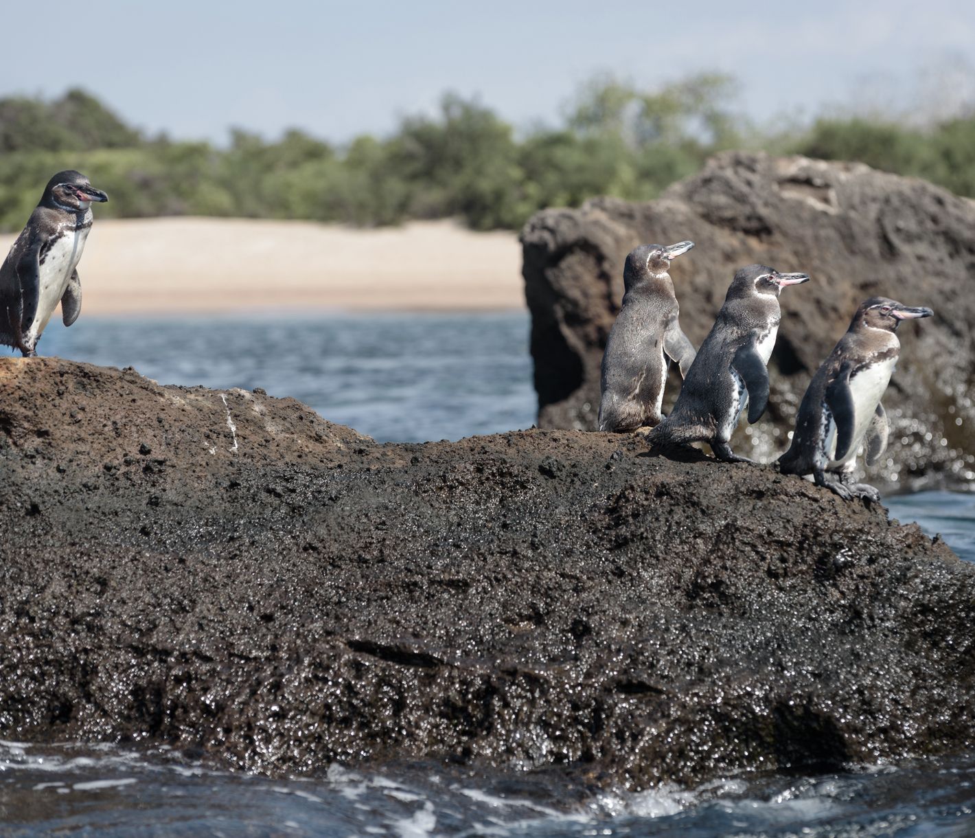Pinguine aus der Ferne beobachten