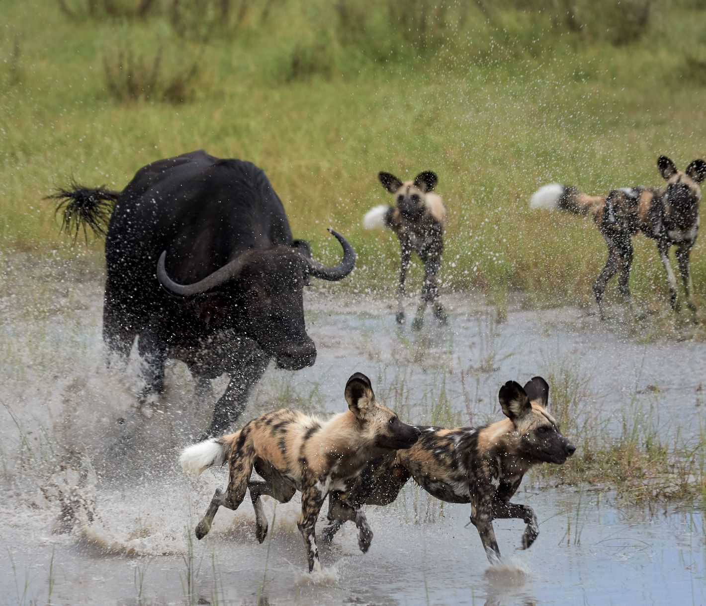 Wildhunde bei der Jagd auf einen afrikanischen Büffel im Moremi Game Reserve, Botswana